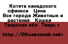 Котята канадского сфинкса › Цена ­ 15 - Все города Животные и растения » Кошки   . Тверская обл.,Тверь г.